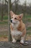 CORGI PEMBROKE 1473